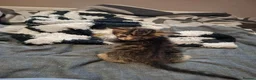 Mixed Breed cats for sale: Lovely kittens looking for their forever homes  - Advert 8
