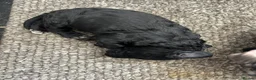 Sproodle dogs for sale: STUNNING F2 MERLE SPROODLES - Advert 29