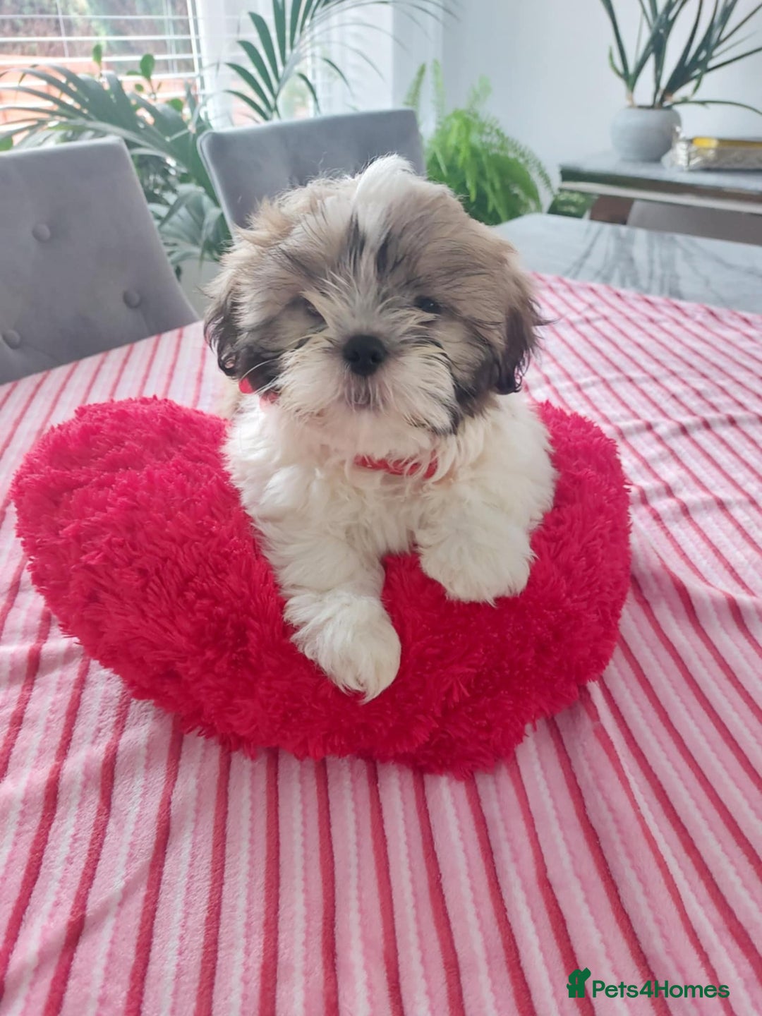 Beautiful Shih tzu girls waiting for loving 🏠 for sale in