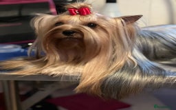 Yorkshire Terrier dogs for sale: KC registered champion blood puppies  - Image 9