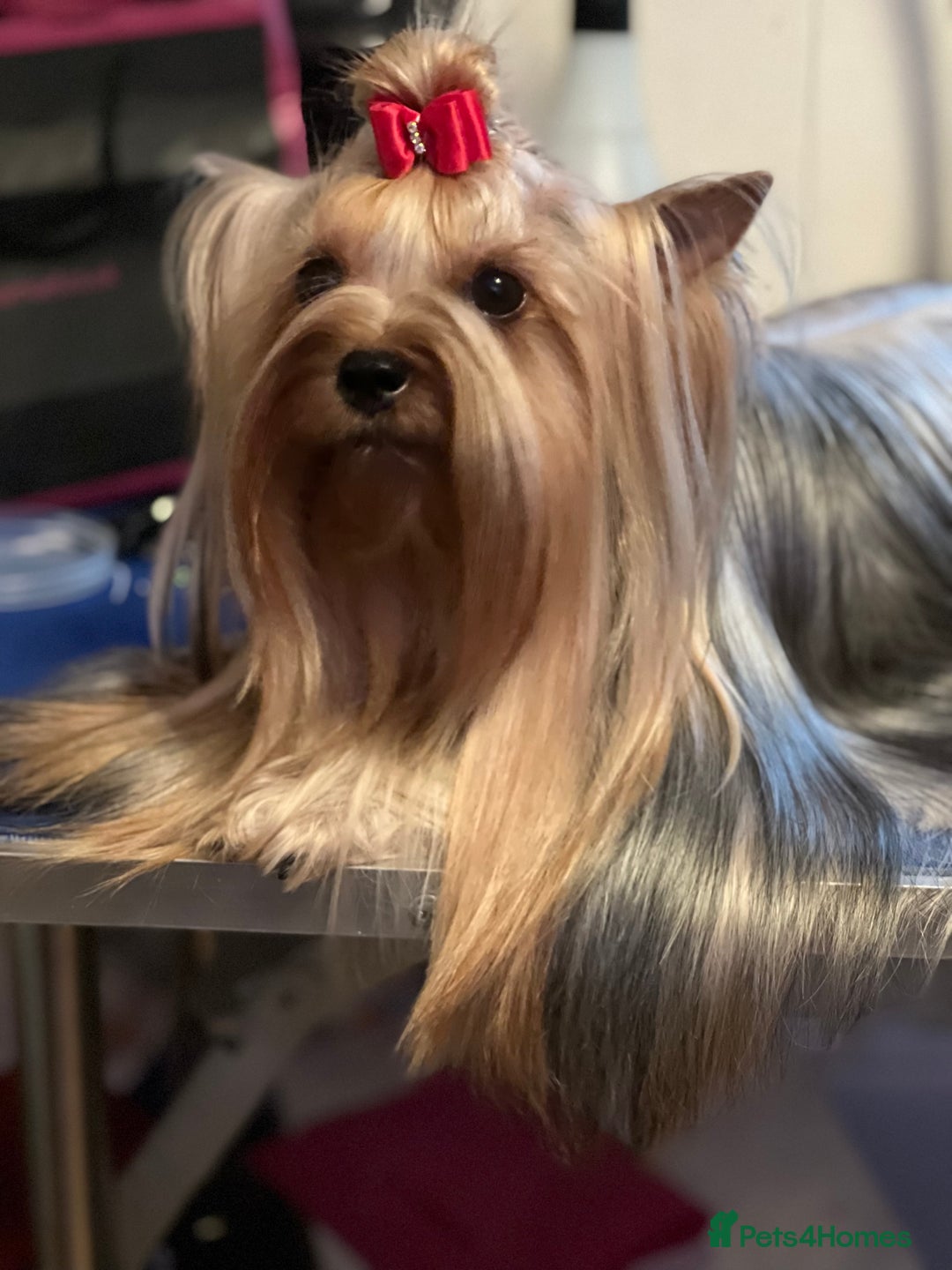 Yorkshire Terrier dogs for sale: KC registered champion blood puppies  - Image 9