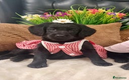 Labradoodle dogs for sale: F1 Labradoodle Puppy's  - Image 4