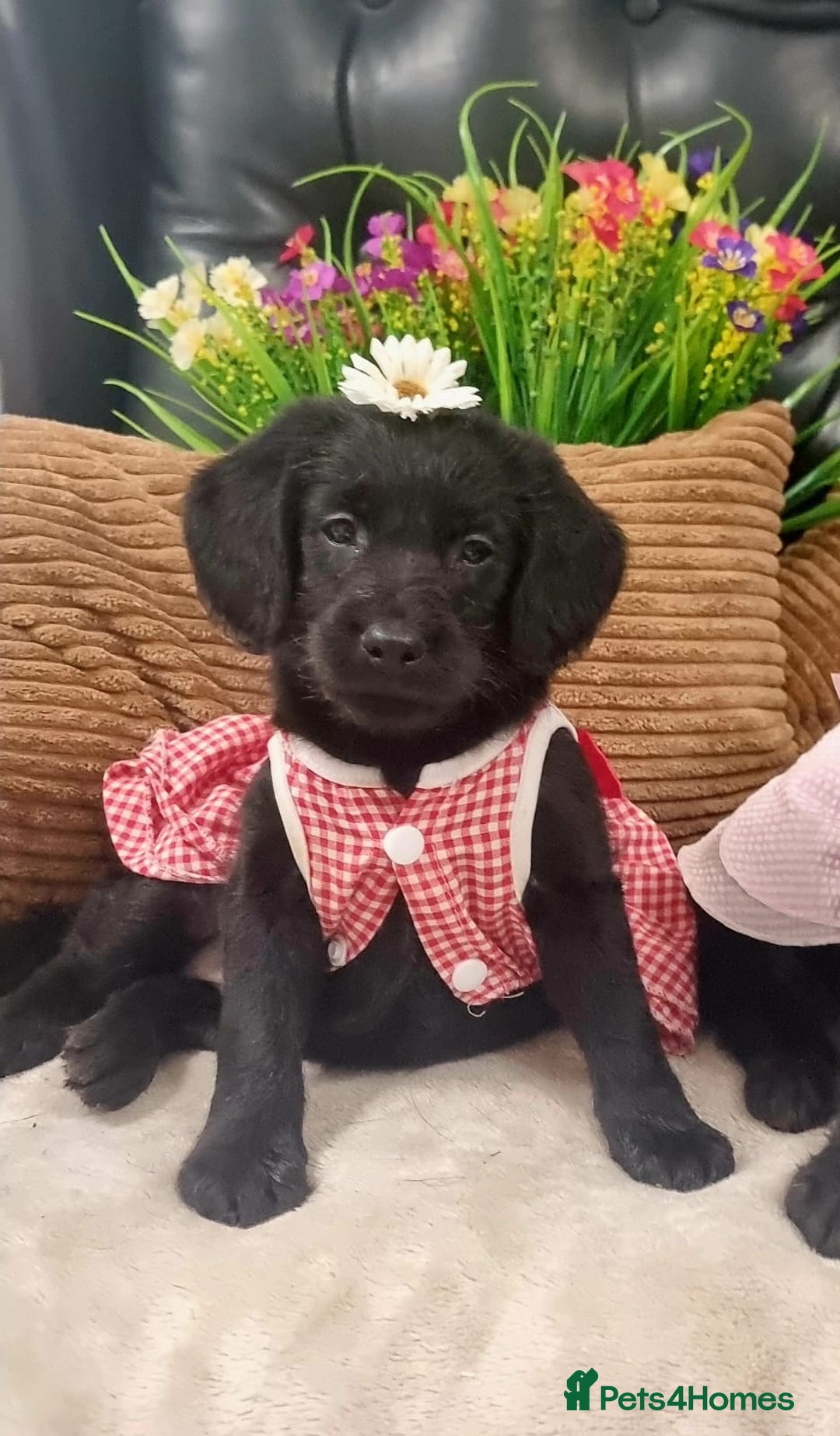 Labradoodle dogs for sale: F1 Labradoodle Puppy's  - Image 4