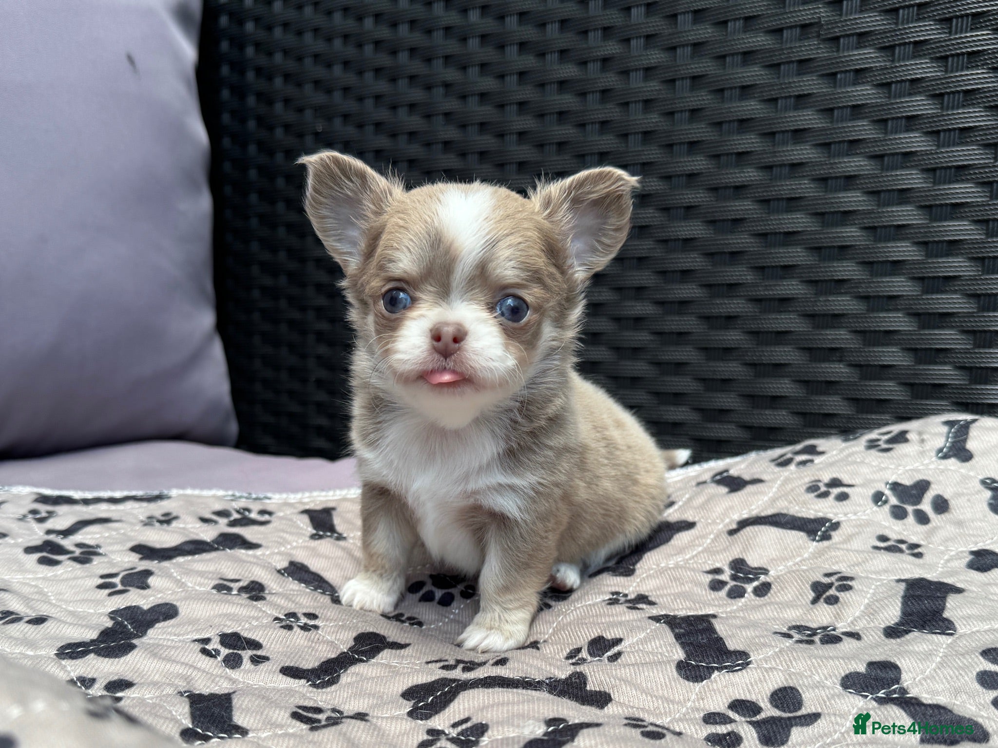 Chihuahua dogs 🐾🩶 OUTSTANDING litter of EXCEPTIONAL Chihuahuas - Advert 2