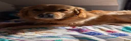 Golden Retriever dogs for stud: Proven - Fully Health Tested KC Golden Retriever - Advert 1