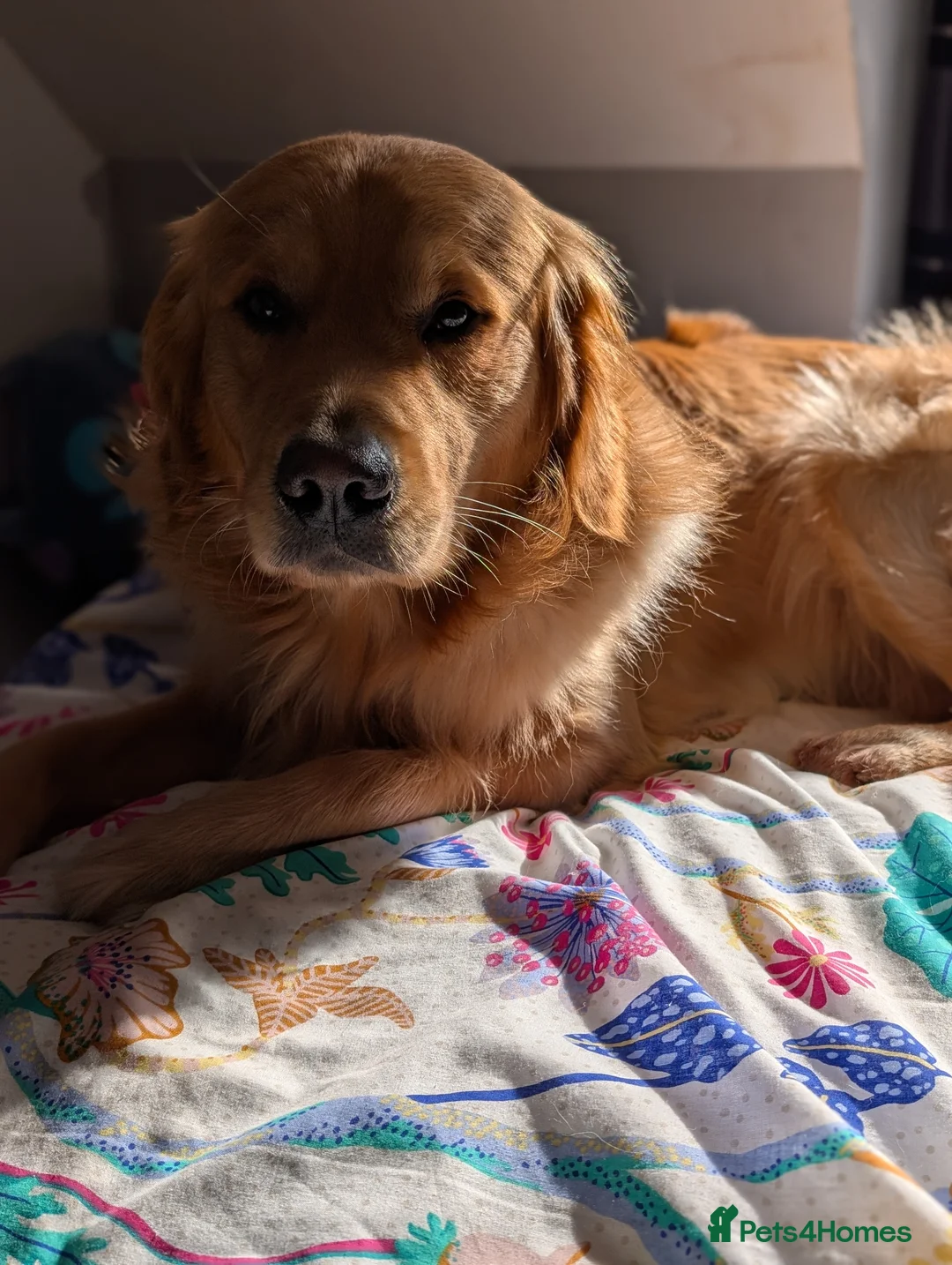 Golden Retriever dogs for stud: Proven - Fully Health Tested KC Golden Retriever - Advert 1