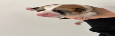 Nemo