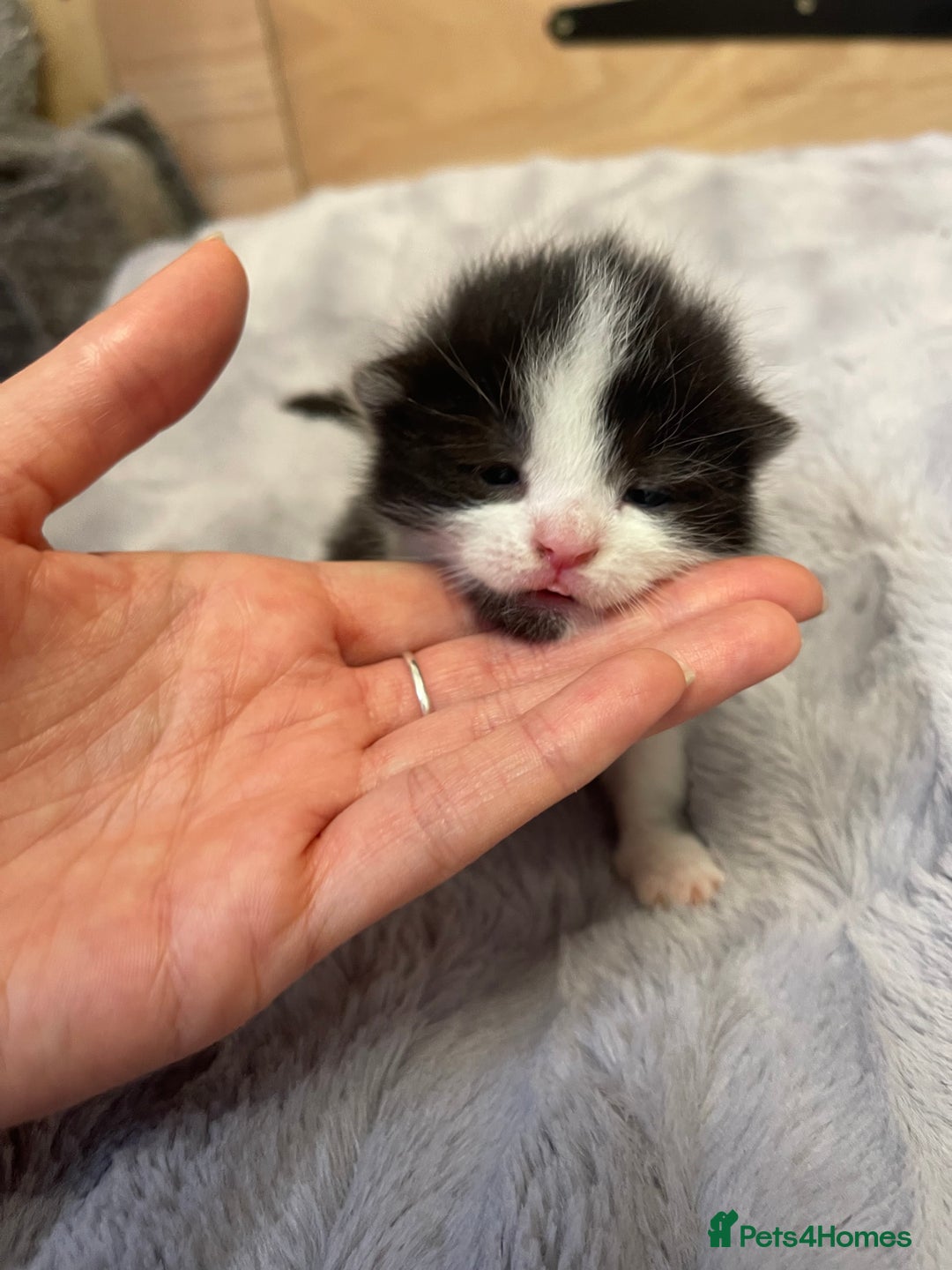 British Longhair cats for sale: Black & white kittens  - Image 6