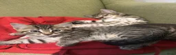 Domestic Shorthair cats for sale: Friendly tabby kittens for sale  in Tiverton - Advert 7