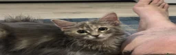 Maine Coon cats for sale: Female Maine Coon Cross with Ragdoll - Advert 4