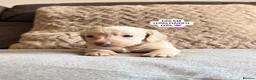 Miniature Dachshund dogs for sale: MINIATURE DACHSHUND PUPPIES🐾 - Advert 17