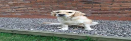 Golden Retriever dogs for sale: Pure Golden Retriever puppies in Tenbury Wells - Advert 3