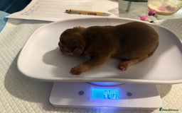 Mixed Breed dogs for sale: 3 girls 1 boy pup for sale - Image 3