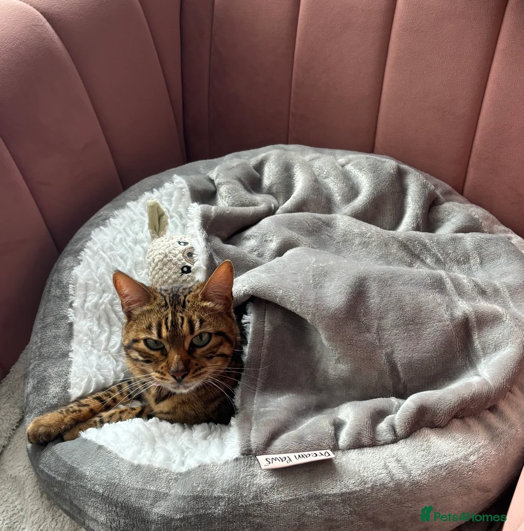 Bengal cats for sale: Pure bread Bengals - Advert 5