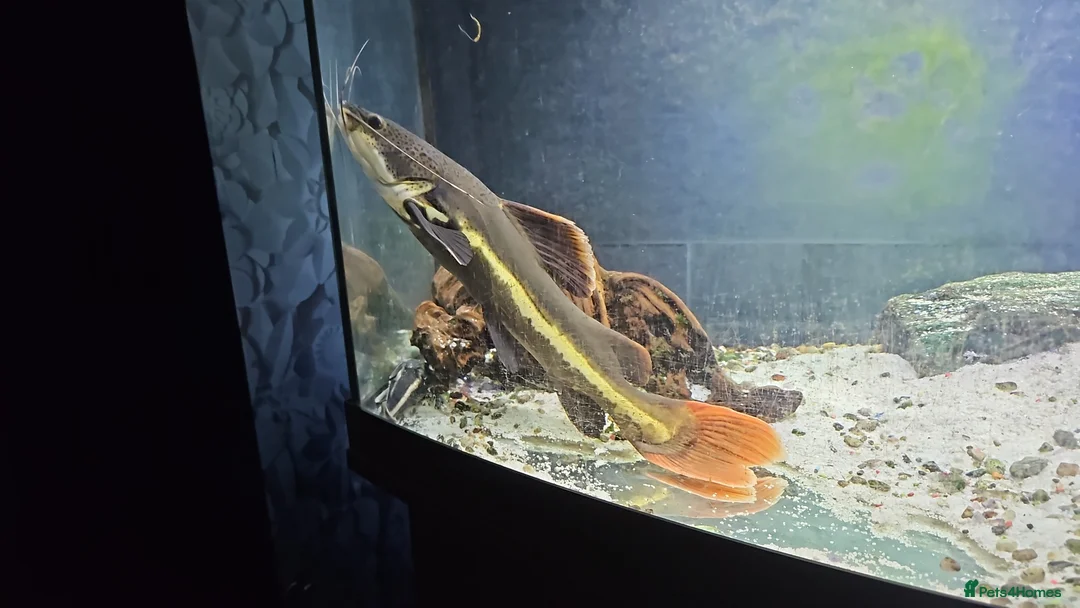 Catfish fish for sale: Red tail cat fish  - Advert 1