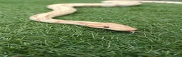 Python Snake reptiles for sale: Ball python  - Advert 1