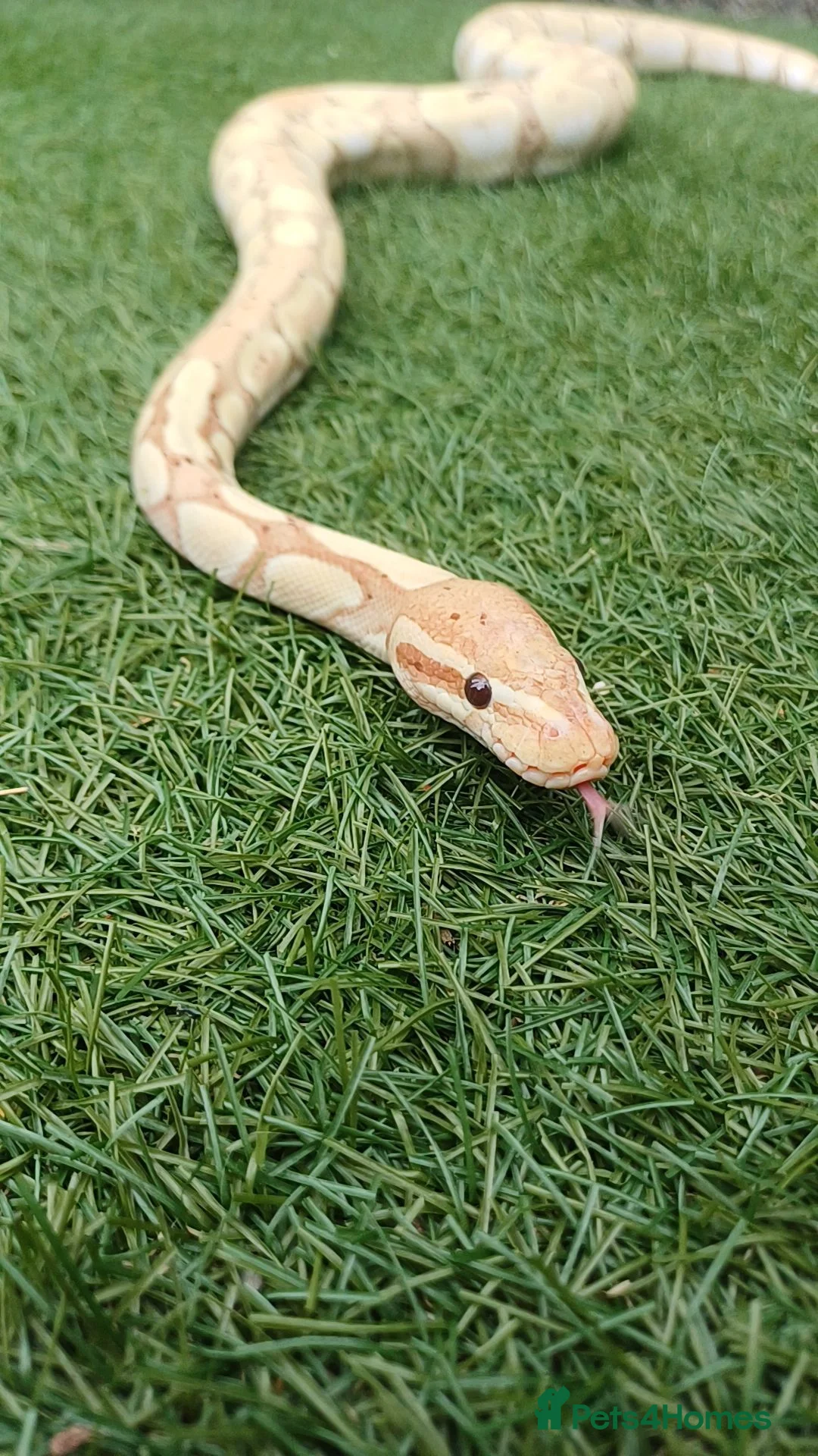 Python Snake reptiles for sale: Ball python  - Advert 1