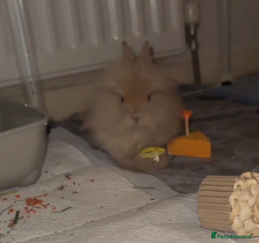 Lionhead rabbits Lionhead bunny for sale - Advert 1