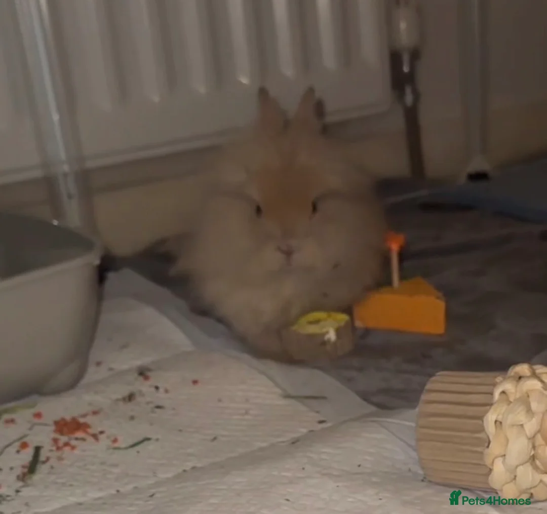 Lionhead rabbits for sale: Lionhead bunny for sale in Hebburn - Advert 1