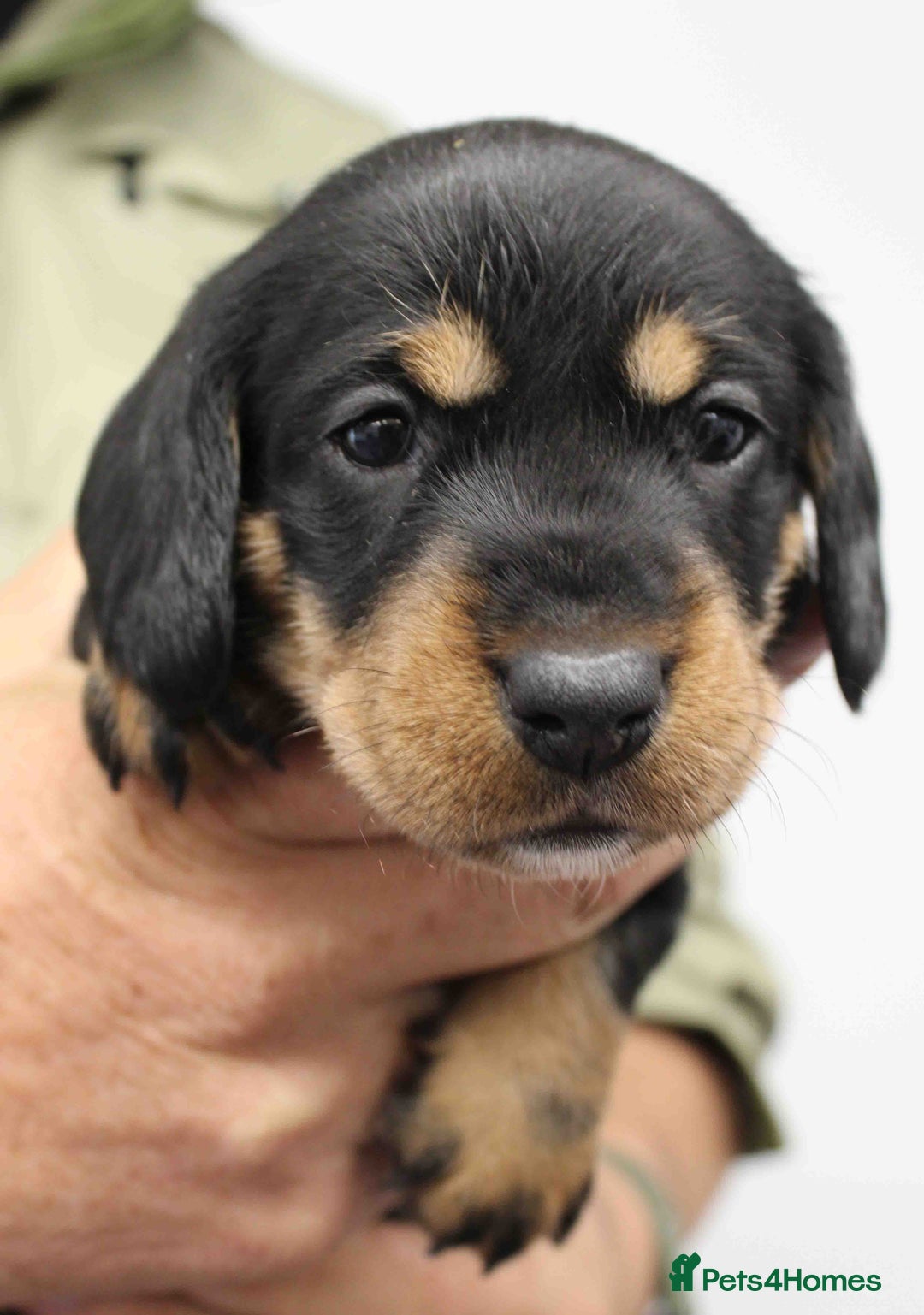 Dachshund dogs for sale: Wire Haired Dachshund Puppies - Image 20