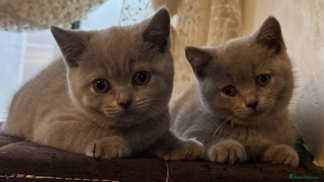 British Shorthair cats for sale: 🐾 British Shorthair Kittens Looking for Homes 🏡 - Advert 5