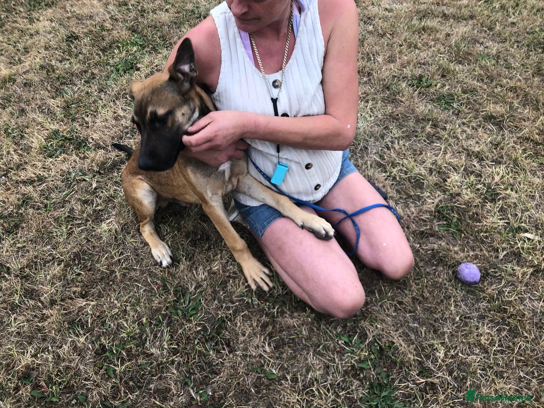 Mixed Breed dogs for sale: Belgian malinois cross staffy pups in Doncaster - Image 14