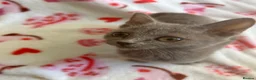 British Shorthair cats for sale: Beautiful British short hair x Russian blue  in Croydon - Advert 13