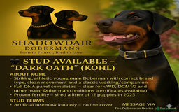 Dobermann dogs for stud: 🖤 STUD AVAILABLE – “Dark Oath” (Kohl) 🖤 - Image 1