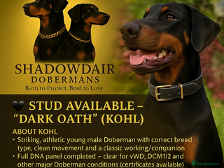 Dobermann dogs - Advert 2