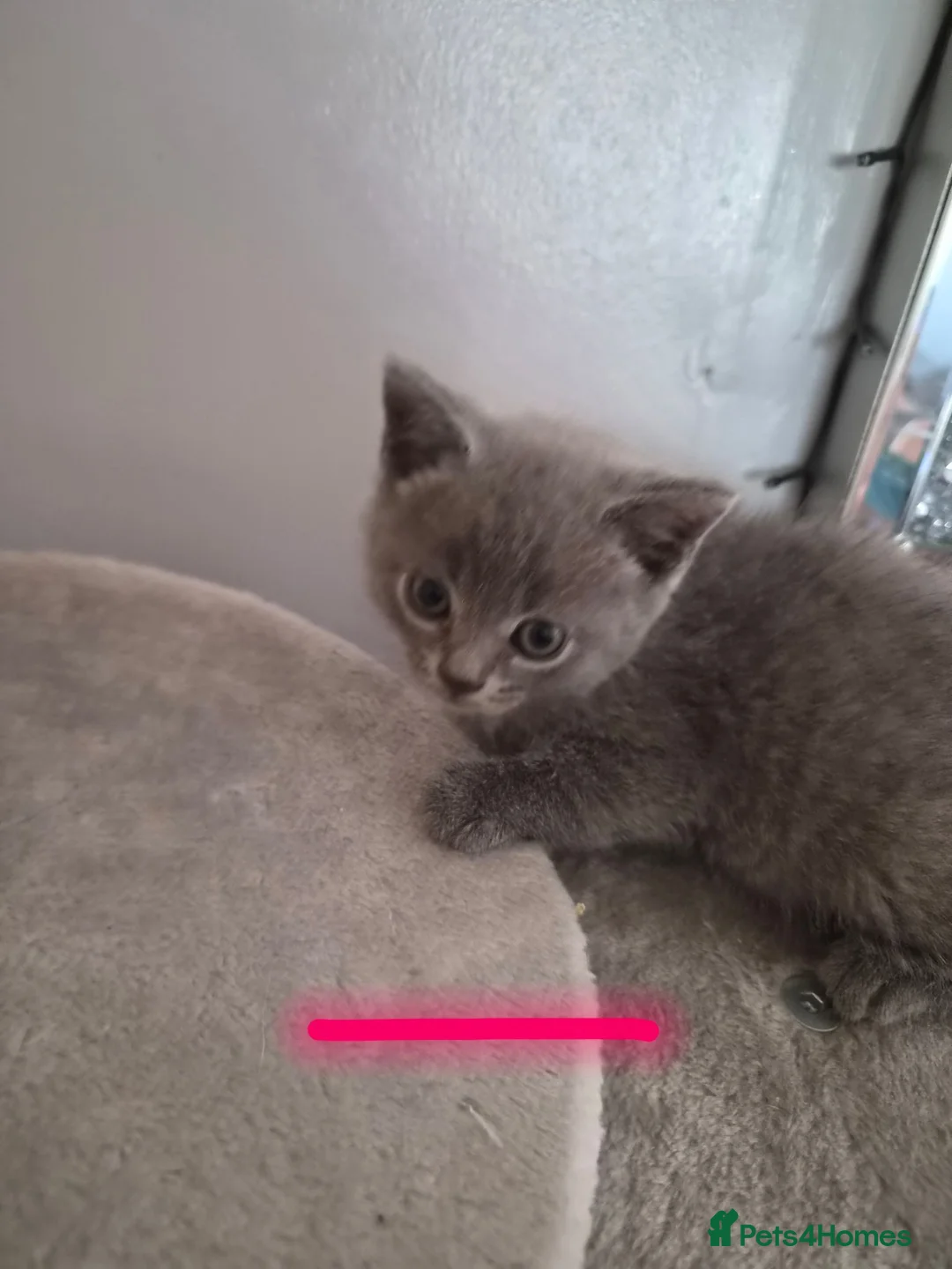British Shorthair cats for sale: British Shorthair x Domestic Shorthair - Advert 2