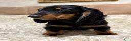Miniature Dachshund dogs for sale: KC reg Long-Hair Black & Tan Miniature Dachhund - Advert 2