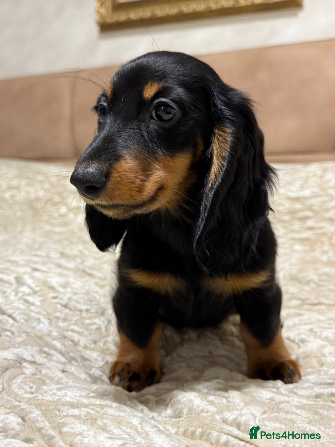 Miniature Dachshund dogs for sale: KC reg Long-Hair Black & Tan Miniature Dachhund - Advert 2