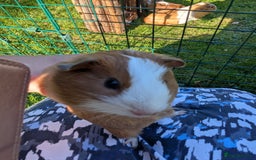 Guinea Pig rodents for sale: Baby guinea pigs - Image 6