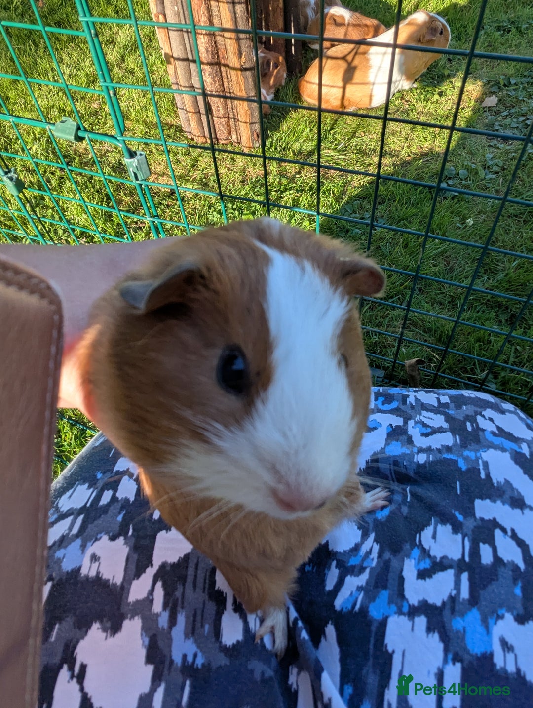 Guinea Pig rodents for sale: Baby guinea pigs - Image 6