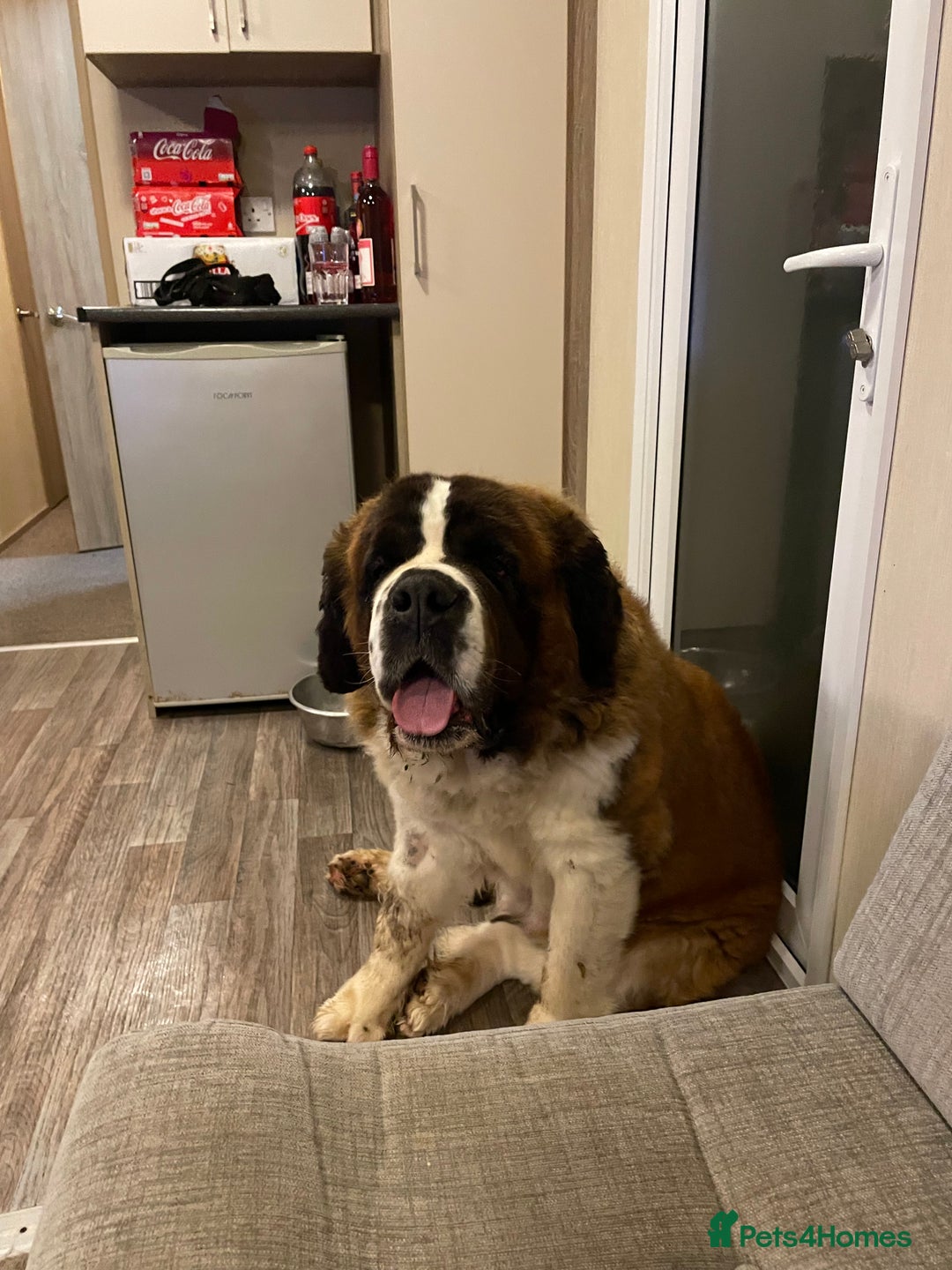 Saint Bernard dogs for sale: Stunning KC reg Saint Bernard puppies  - Image 20