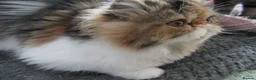 Persian cats for sale: Adorable Persian female kitten Ready now - Advert 12