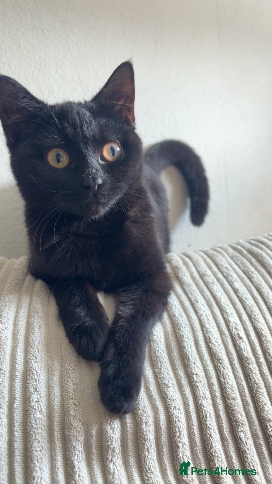 Mixed Breed cats Black kitten 6 months old - Advert 1