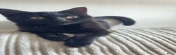 Mixed Breed cats for sale: Black kitten 6 months old - Advert 1