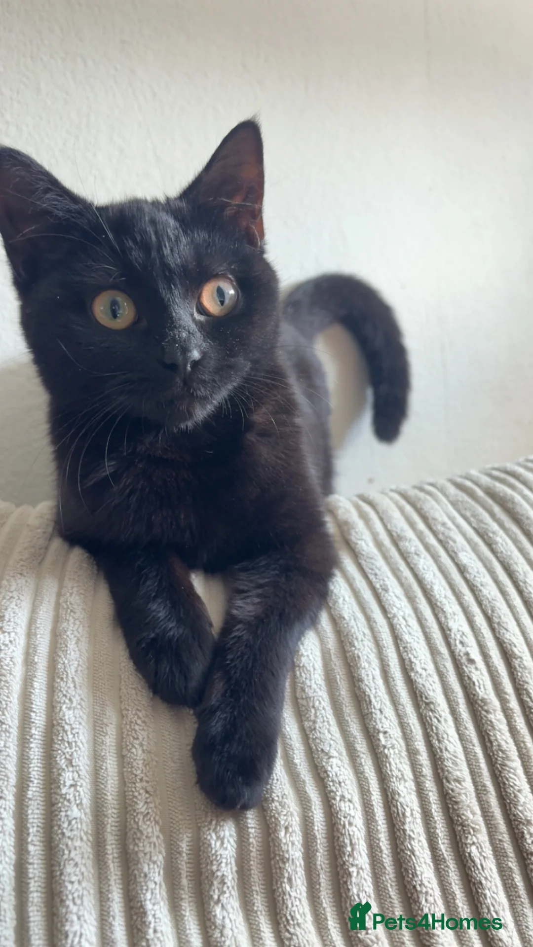 Mixed Breed cats for sale: Black kitten 6 months old - Advert 1