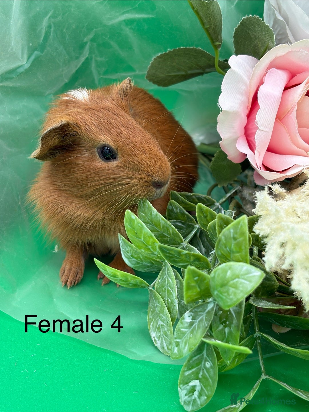 Guinea Pig rodents for sale: Adorable guinea pigs babies - Image 4