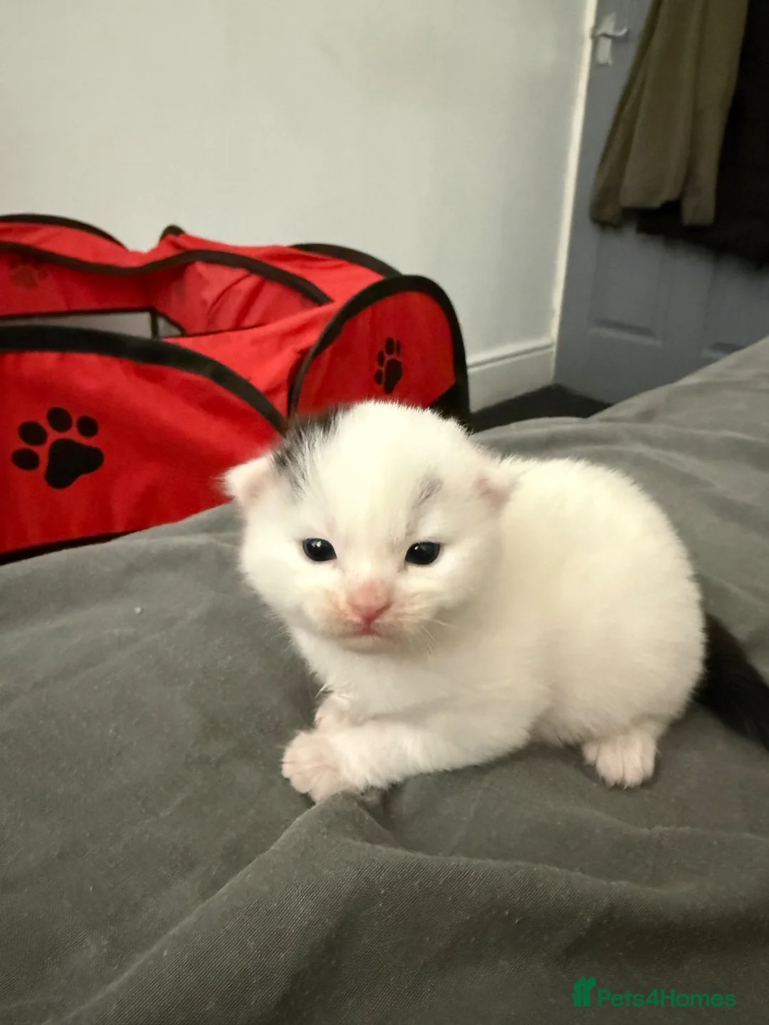 Mixed Breed cats for sale: Kitten for sale  - Advert 6
