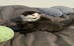 Scottish Fold cats for sale: Three delightful Scottish Fold Kittens  - Image 2
