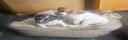 Jack Russell dogs for sale: Jack Russell Puppies for sale - Advert 1