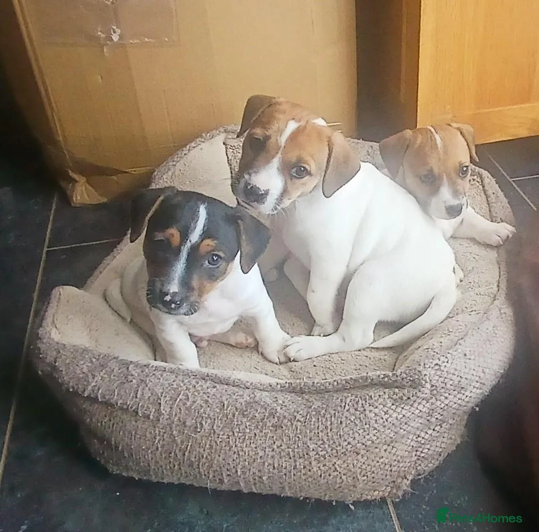Jack Russell dogs for sale: Jack Russell Puppies for sale - Advert 1
