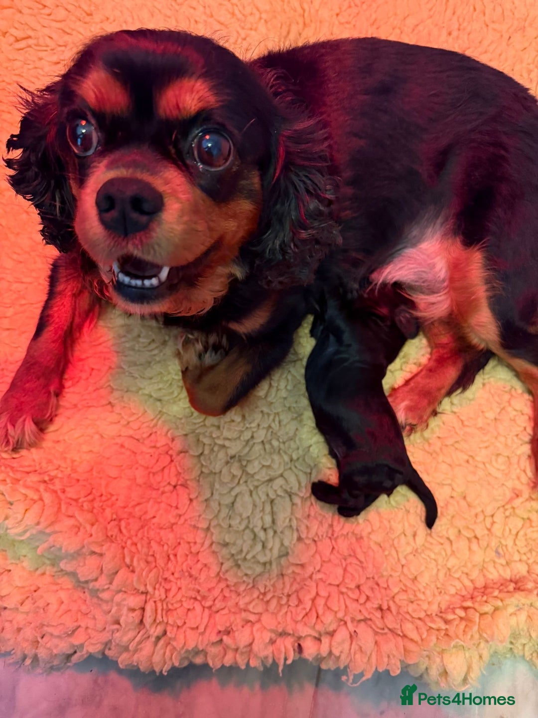 Cavapoo dogs for sale: F1 Beautiful Black Boy - Image 2