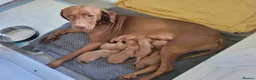 Hungarian Vizsla dogs for sale: Hungarian vizsla KC puppies for sale in Peterlee - Advert 10