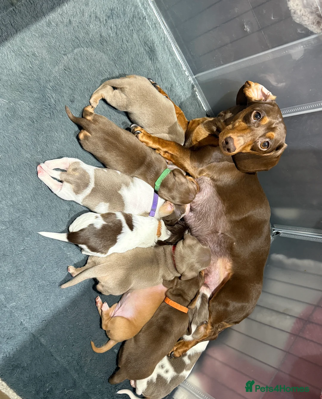 Miniature Dachshund dogs for sale: Miniature Dachshund Puppies  - Advert 17