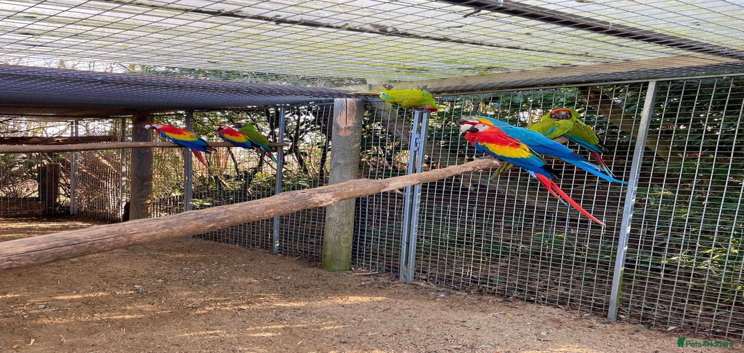 Gallery Image {{count}}