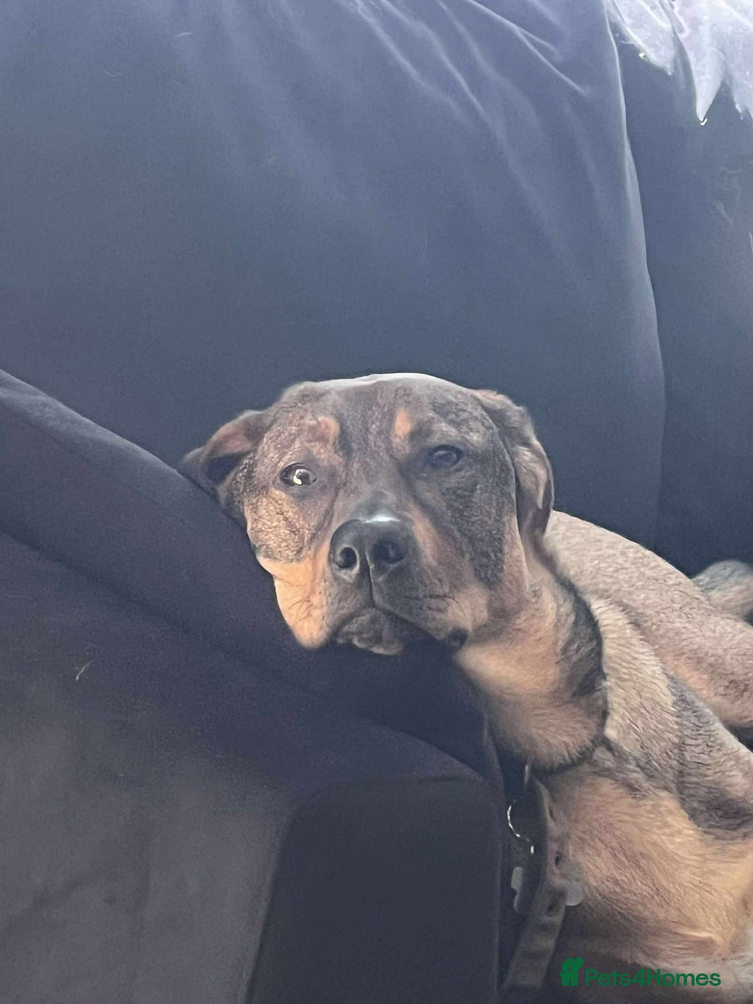 Mixed Breed dogs for adoption: Handsome, lovable Harry - Image 9