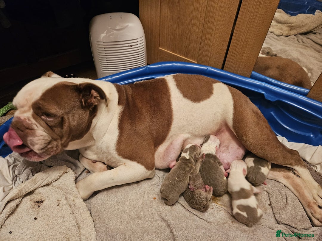 Olde English Bulldogge dogs for sale: Puppies 07931561727 - Image 13